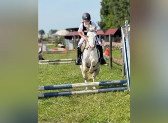 Welsh-A, Wallach, 8 Jahre, 118 cm, Schimmel