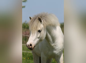 Welsh-A, Wallach, 8 Jahre, 118 cm, Schimmel