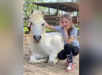 Welsh-A, Wallach, 8 Jahre, 118 cm, Schimmel