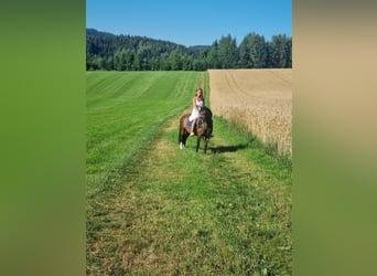 Welsh-A, Wallach, 8 Jahre, 120 cm, Brauner