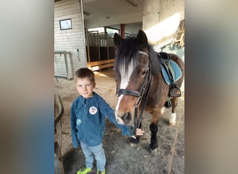 Welsh-A, Wallach, 8 Jahre, 120 cm, Brauner