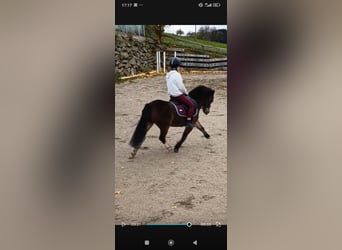 Welsh-A, Wallach, 8 Jahre, 120 cm, Brauner