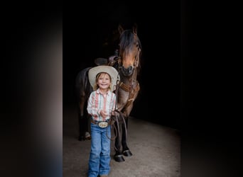 Welsh-A, Wallach, 8 Jahre, 122 cm, Roan-Bay