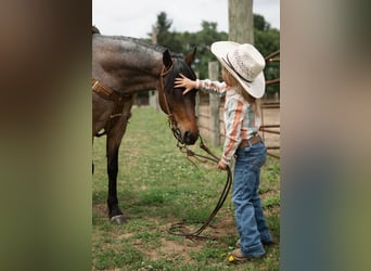 Welsh-A, Wallach, 8 Jahre, 122 cm, Roan-Bay