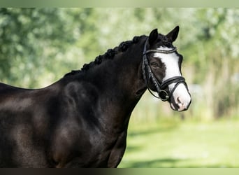 Welsh-A, Wallach, 8 Jahre, 123 cm, Rappe