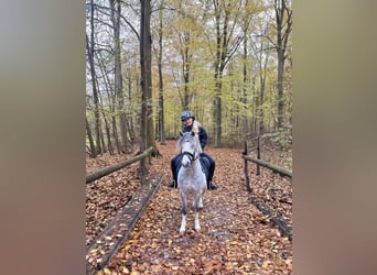 Welsh-A, Wallach, 8 Jahre, 123 cm, Schimmel