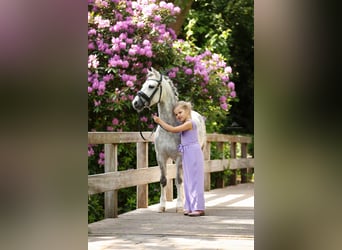 Welsh-A, Wallach, 8 Jahre, 123 cm, Schimmel