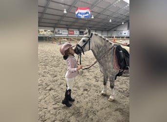 Welsh-A, Wallach, 8 Jahre, 123 cm, Schimmel