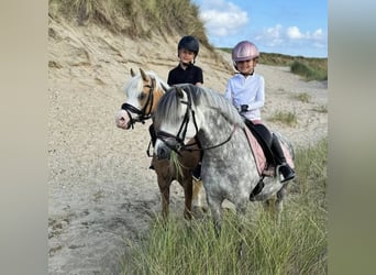 Welsh-A, Wallach, 8 Jahre, 123 cm, Schimmel