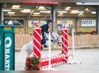 Welsh-A, Wallach, 8 Jahre, 123 cm, Schimmel