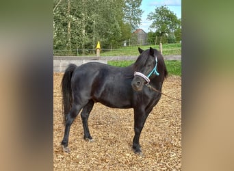 Welsh-A, Wallach, 8 Jahre, 124 cm, Rappe
