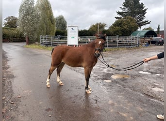 Welsh-A, Wallach, 8 Jahre, 125 cm, Brauner