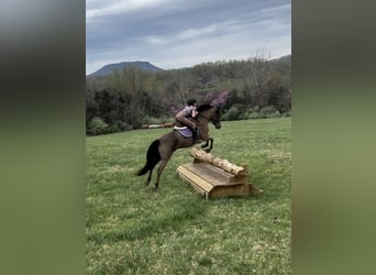 Welsh-A Mix, Wallach, 8 Jahre, 137 cm, Rotbrauner