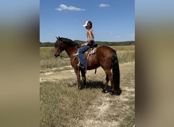 Welsh-A Mix, Wallach, 8 Jahre, 137 cm, Rotbrauner