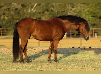 Welsh-A Mix, Wallach, 8 Jahre, 137 cm, Rotbrauner