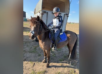 Welsh-A, Wallach, 9 Jahre, 117 cm, Rappe