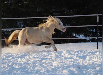 Welsh-A, Wallach, 9 Jahre, 118 cm, Palomino