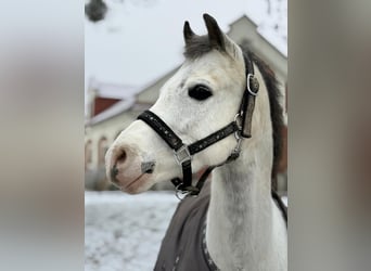 Welsh-A, Wallach, 9 Jahre, 118 cm, Schimmel