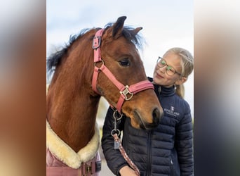 Welsh-A, Wallach, 9 Jahre, 120 cm, Roan-Bay