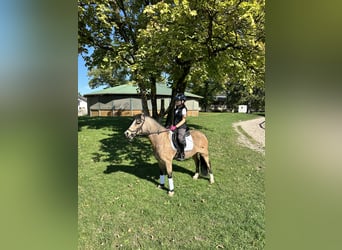 Welsh-A, Wallach, 9 Jahre, 121 cm, Falbe