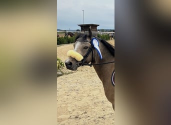 Welsh-A, Wallach, 9 Jahre, 121 cm, Falbe