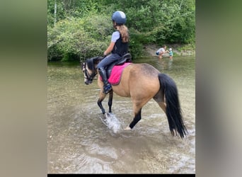 Welsh-A, Wallach, 9 Jahre, 121 cm, Falbe