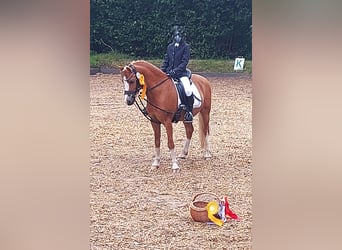 Welsh-A, Wallach, 9 Jahre, 121 cm, Fuchs