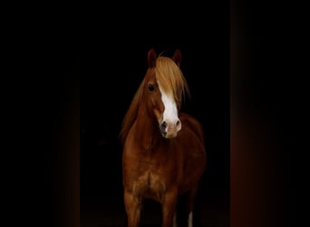 Welsh-A, Wallach, 9 Jahre, 122 cm, Fuchs