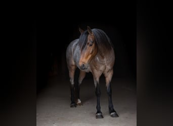 Welsh-A, Wallach, 9 Jahre, 122 cm, Roan-Bay