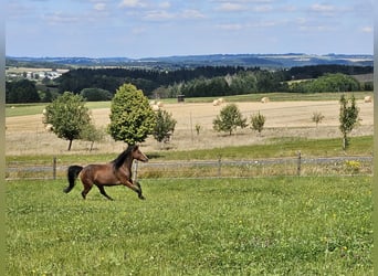 Welsh-B, Castrone, 10 Anni, 129 cm, Baio
