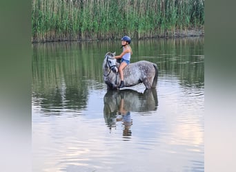 Welsh-B, Castrone, 10 Anni, 132 cm, Grigio pezzato