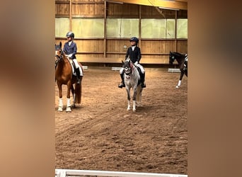 Welsh-B, Castrone, 10 Anni, 132 cm, Grigio pezzato