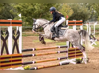 Welsh-B, Castrone, 10 Anni, 132 cm, Grigio pezzato