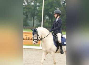 Welsh-B, Castrone, 10 Anni, 136 cm, Cremello