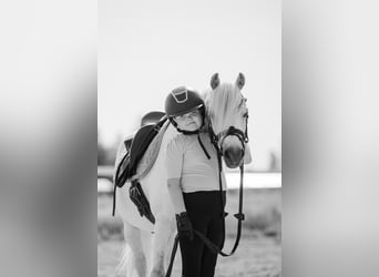 Welsh-B, Castrone, 11 Anni, 125 cm