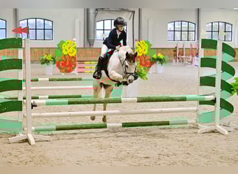Welsh-B, Castrone, 11 Anni, 126 cm, Grigio