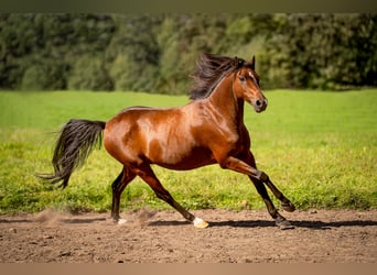 Welsh-B, Castrone, 13 Anni, 125 cm, Baio
