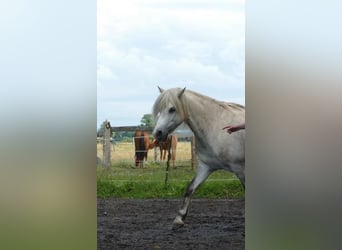 Welsh-B Mix, Castrone, 13 Anni, 132 cm, Grigio