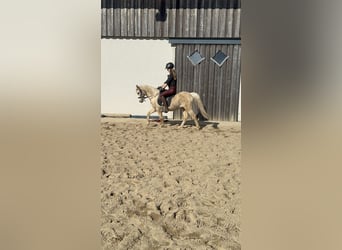 Welsh-B, Castrone, 14 Anni, 130 cm, Palomino