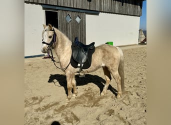 Welsh-B, Castrone, 14 Anni, 130 cm, Palomino