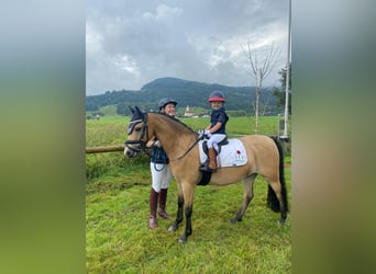 Welsh-B, Castrone, 15 Anni, 130 cm, Falbo