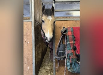 Welsh-B, Castrone, 15 Anni, 130 cm, Falbo