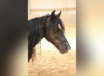 Welsh-B, Castrone, 16 Anni, 125 cm, Baio nero