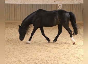 Welsh-B, Castrone, 16 Anni, 125 cm, Baio nero