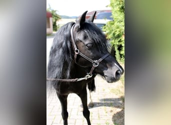 Welsh-B, Castrone, 16 Anni, 125 cm, Baio nero