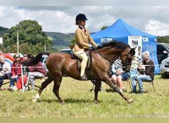 Welsh-B, Castrone, 16 Anni, 142 cm, Sauro scuro