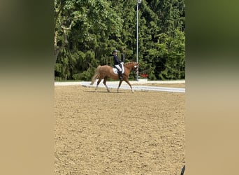 Welsh-B, Castrone, 17 Anni, 133 cm, Sauro