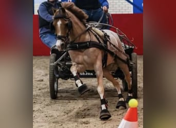 Welsh-B, Castrone, 18 Anni, 119 cm, Roano rosso