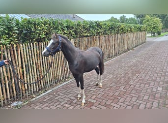 Welsh-B, Castrone, 2 Anni, 124 cm, Sauro scuro