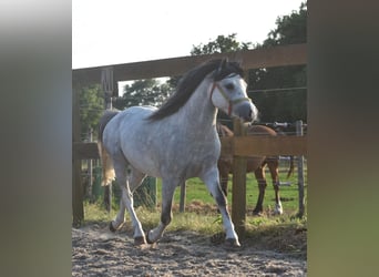 Welsh-B, Castrone, 3 Anni, 120 cm, Grigio